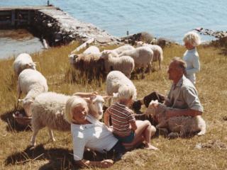 Volmar Karlsson med sina får och besökande barn nere i fyrhamnen någon gång på 1960-talet. (Foto: Ålands landskapsarkiv)