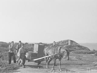 Transporter vid fortet på Nyhamn skedde till stor del med hjälp av hästar som man rekvirerat från bönderna på fasta Åland.(SA-kuva 31102 finna.fi cc by 4.0)