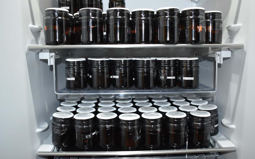 Kylskåp innehållande mörka glasburkar som innehåller champagnekorkar lagrade i 70% etanollösning.